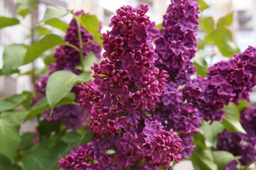 purple lilac flowers