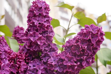 lilac flowers in the garden