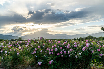 Valley covered in bulgarian pink rose during sunset