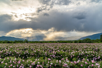 Valley covered in bulgarian pink rose during sunset