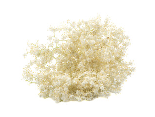 branch, elderberry flower on a white background, isolated.