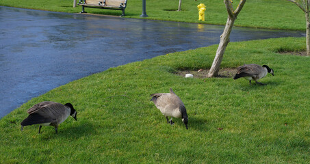 geese on the grass