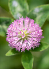 A close up of a wild purple flower with green leaves.