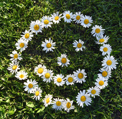 smile margherita sorriso emoticon fiori sorriso natura 