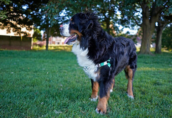 Bernese Mountain Dog at the dog park. The dog is alert, looking away 