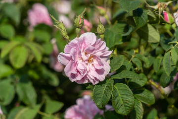 Closeup of bulgarian pink rose in a garden