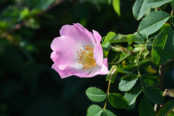 Beautiful pink Wild rose flower, also known as Dog rose or Rosa canina, in a British hedgerow in late May