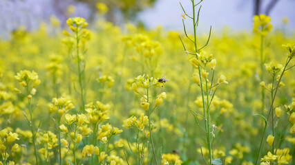 mustard field - close up of yellow mustard flowers