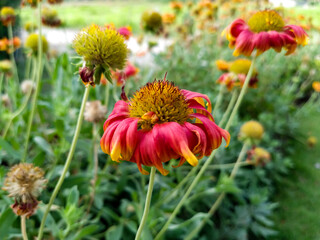 close up of beautiful nepali flowers in the garden - real flower close up