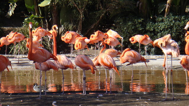 Flamingos pink in water