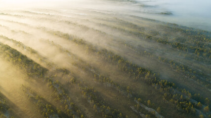 Beautiful misty early morning forest with a bit of sunlight. Finalnd.