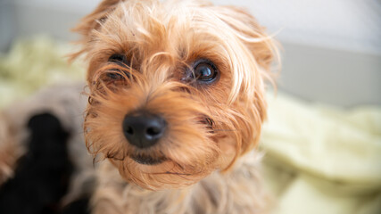 Portrait of a Yorkshire terrier dog, light red