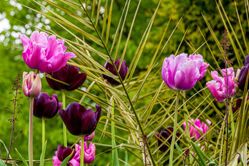 Tulips
