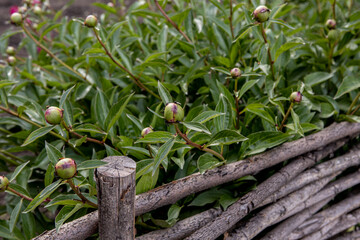 Obraz premium The braided wooden fence with garden peonies for him