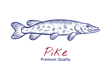 Vector sketch illustration of fresh pike fish drawing isolated on white. Engraved style. natural business. Vintage, retro  object for menu, label, recipe, product packaging