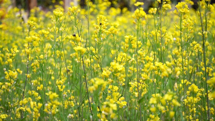 close up of yellow mustard flowers - mustard Fields