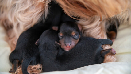 
Young black and red puppy, two weeks old, of the Yorkshire terrier, sleeping against its mother