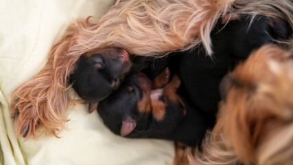 
Young black and red puppy, two weeks old, of the Yorkshire terrier, sleeping against its mother