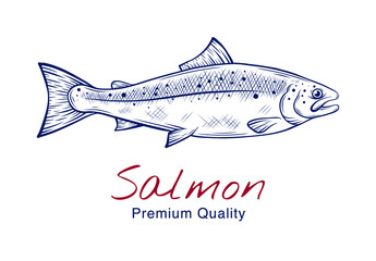Vector sketch illustration of fresh salmon fish drawing isolated on white. Engraved style. natural business. Vintage, retro  object for menu, label, recipe, product packaging