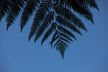 Native New Zealand Fern
