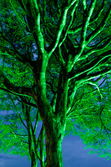 Árvore pintada de verde