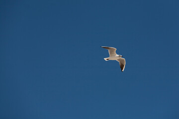 Seagull isolated flying in the blue sky no clouds space for copy.