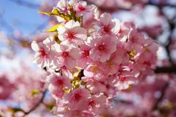 河津桜の花