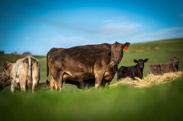 Beef cows and calves grazing on grass in south west victoria, Australia. eating hay and silage....