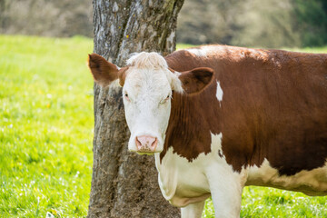 Milk cow stands on a pasture and looks perplexed