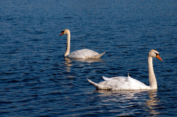 white swans group on the lake swim well under the bright sun