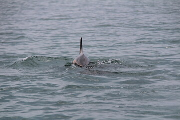 dolphin in the water