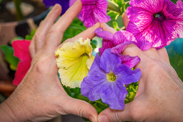 Woman holds purple and yellow petunias.
