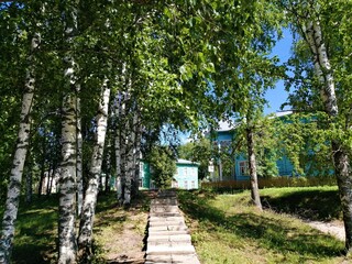 leasing a concrete footpath through a beautiful birch trees to the houses in the village