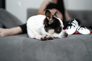 bright color hair chihuahua dog.Pet.dog poses, a series of photos with a chihuahua. A pet is sitting at home infront pregnant woman . Well-groomed thoroughbred dog. Portrait of a dog. Pet at home.