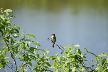 peaceful bird