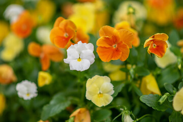 Yellow, orange, and white weeds and flowers.