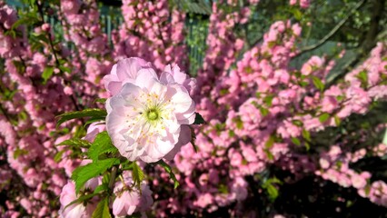 pink flowers in the spring garden