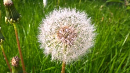 dandelion in grass