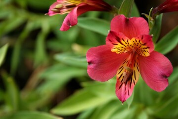 pink and yellow flower