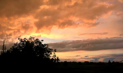 sunset in the forest