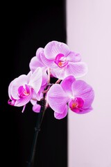 Delicate pink phalaenopsis orchid flowers on a black and white background