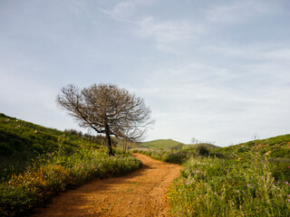 road in the countryside