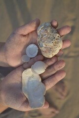 hand holding a small shells