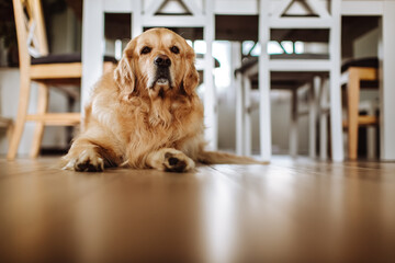 Golden retriever dog in living room
