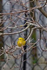 Yellow Warbler In The Dogwood Tree