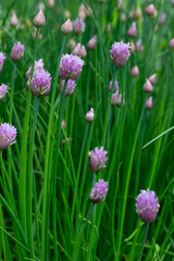 Abstract texture background of newly blooming chives blossoms and buds (allium schoenoprasum) with defocused background
