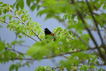 Singing bird