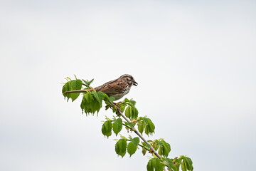 bird on a branch