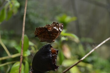 butterfly on a green plant background