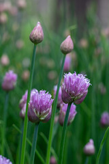 Abstract texture background of newly blooming chives blossoms and buds (allium schoenoprasum) with defocused background
